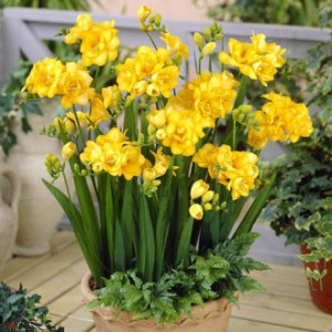 Frezie Double Yellow (10 bulbi), bulbi frezii flori duble, parfumate, galbene, Agrosem - Img 2
