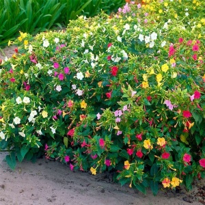 Frumoasa Noptii mix - Dziwaczek (2 g) seminte Mirabilis jalapa, Noptite cu flori colorate parfumate, Legutko - Img 4