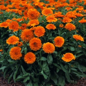 Galbenele Candyman (3 g) seminte Calendula officinalis cu flori mari portocaliu intens, Kertimag