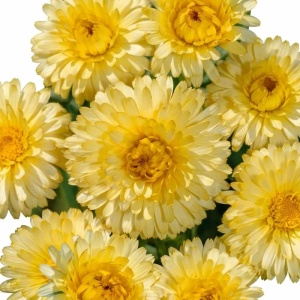 Galbenele Cream Beauty (2 g) seminte Calendula officinalis cu flori pastelate galben-crem, Legutko
