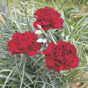 Garoafe Chabaud rosii (0,1 g), seminte planta ornamentala Dianthus caryophyllus, flori mari, rosii, Agrosem