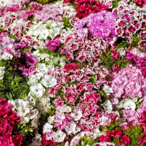 Garoafe Chinezesti amestec (0,5 g), seminte garofite chinezesti Dianthus chinensis, Kertimag - Img 2