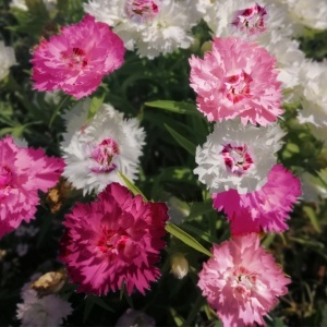Garofite roz mini mix (0,4 g) seminte Garofite Dianthus plumarius flori pitice colorate, Opal - Img 2