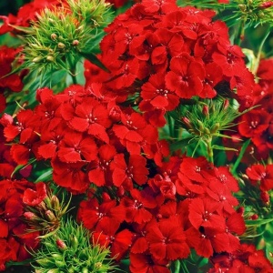 Garofite Turcesti Scarlet Beauty (0,5 g) seminte Dianthus barbatus garofite de gradina rosii-stacojii, Legutko