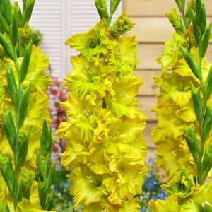 Gladiola Blitz (7 bulbi) bulbi gladiole flori mari, petale gofrate galben intens cu verzui, Agrosem