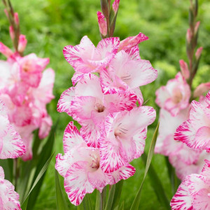 Gladiola My Love (7 bulbi), bulbi gladiole flori mari, petale gofrate, amestec alb-roz, Agrosem