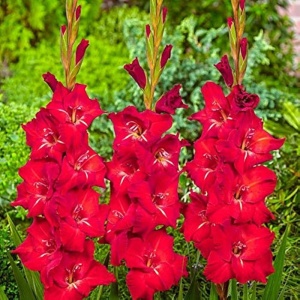 Gladiola Red pachet mare (50 bulbi) gladiole flori mari, culoare rosu aprins, Kertimag - Img 2
