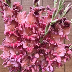 Gladiola Rusty Chesnut (7 bulbi) bulbi gladiole flori mari gofrate, amestec de culori deosebite, cupru, castaniu-visiniu, roz, mov, Agrosem - Img 3