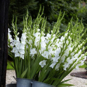 Gladiola White Prosperity (7 bulbi), bulbi gladiole flori mari, petale gofrate, albe, luminoase, Agrosem - Img 2