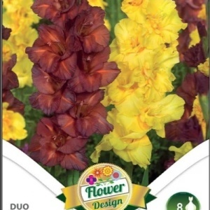 Gladiole Duo Chocolate & Lemon Drop (8 bulbi) gladiole flori mari, amestec de doua culori, rosu-ciocolatiu si galben intens, Kertimag - Img 2