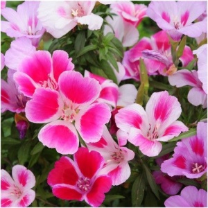 Godetia mix (0,5 g) seminte plante decorative Azalee Godetia amoena, flori spectaculoase, multicolore, Kertimag - Img 2