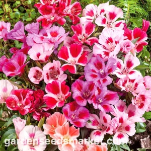 Godetia mix (1 g), seminte plante decorative Clarkia amoena, flori spectaculoase, multicolore, Opal - Img 3