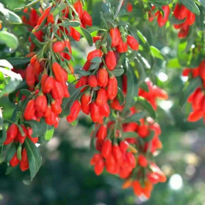 Goji Berry (10 seminte), seminte arbust peren Lycium barbarum, fructe comestibile, benefice pentru sanatate, Agrosem