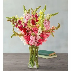 Gura Leului amestec (0,5 g) semințe Antirrhinum majus, flori viu colorate, inflorire abundenta, Kertimag - Img 4