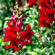Gura Leului pitica rosie (0,2 g), seminte Antirrhinum majus nanum, planta decorativa perena, flori rosii, inflorire abundenta, Agrosem