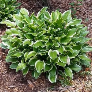 Hosta green & white (1 bulb) bulbi Hosta cu frunze bicolore verde cu alb, flori delicate, Agrosem - Img 3