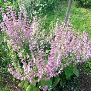 Iarba Sfantului Ion - Serlai (1 g), seminte planta medicinala, aromatica si melifera Salvia sclarea, Kertimag