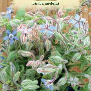 Limba mielului (1 g), seminte planta aromatica medicinala anuala Borago officinalis, frunze si flori pentru salate, Agrosem - Img 2