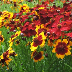 Lipscanoaie - Nachylek Dwubarwny (0,5 g) seminte Coreopsis tinctoria pitica, flori in nuante de galben-auriu si maro-roscat, Legutko - Img 2