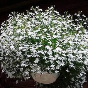 Lobelia Cascade alba (0,2 g) seminte Lobelia erinus curgatoare, inflorire abundenta, Opal