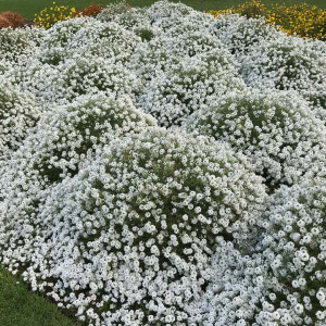 Lobularia alba (1 g), seminte plante ornamentale Lobularia maritima, Alyssum alb, Kertimag - Img 3
