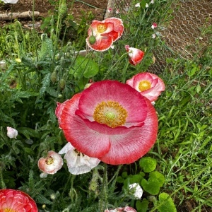 Maci Shirley - Mak Polny (1 g) seminte Papaver rhoeas cu flori simple si duble, diverse culori, Legutko - Img 5