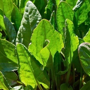 Macris (2 g) seminte Rumex acetosa, frunze mari, acrisoare, pentru gradina sau ghiveci, Kertimag
