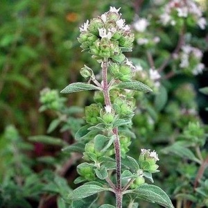 Magheran (0,5 g) seminte planta aromatica Majorana hortensis, maghiran foarte aromat, Kertimag - Img 3