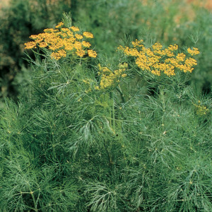 Marar Comun (5 g), seminte planta aromatica anuala, pentru aromatizarea mancarurilor, Patru Agro