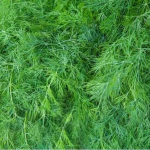 Marar Moravan (5 g) seminte planta aromatica soi profesional rezistent la inflorire, frunze dese, aroma intensa, Kertimag - Img 2