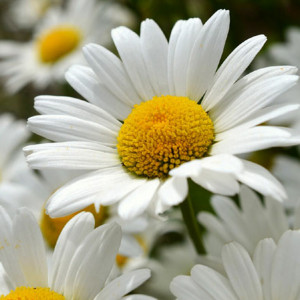Margarete albe (0,7 g) seminte Chrysantemum maximum flori mari albe, Opal