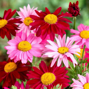 Margarete mix (0,15 g), semințe plantă ornamentală Chrysantemum coccineum, Agrosem