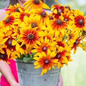 Marita-ma Mama - Rudbeckia (1 g), seminte Rudbeckia hirta, flori combinatii galben, caramiziu, grena, Kertimag - Img 5
