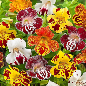 Mimulus mix (0,05 g), seminte planta ornamentala anuala Mimulus luteus, flori foarte atractive bicolore, Agrosem