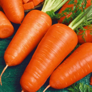 Morcovi Chantenay a Coeur Rouge 2 (2 g), seminte soi pentru recolta de toamna, Nova Sem
