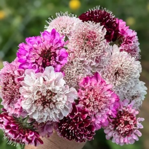 Muscata Dracului amestec (1 g), seminte Scabiosa atropurpurea, flori albe, rosii, roz, purpurii, Kertimag - Img 3