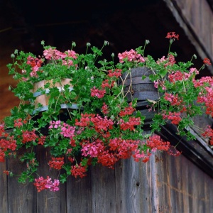 Muscate curgatoare mix (5 seminte) Pelargonium peltatum lastari lungi, flori colorate, Opal - Img 4