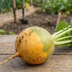 Napi Golden Ball (8 g) seminte napi galbeni cu pulpa dulce, aromata si frunze comestibile, Prima Sementi - Img 3
