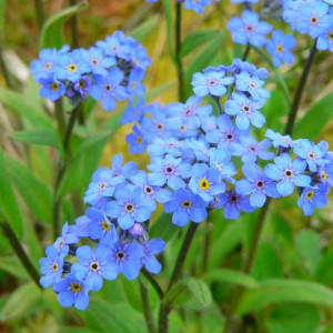 Nu ma uita (0,1 g), seminte planta ornamentala bienală Myosotis alpestris, flori mici, albastre, Agrosem - Img 2