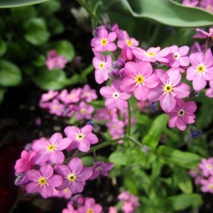 Nu Ma Uita roz - Niezapominajka Alpejska (0,3 g) seminte Myosotis alpestris cu flori mici, delicate, roz, Legutko - Img 3