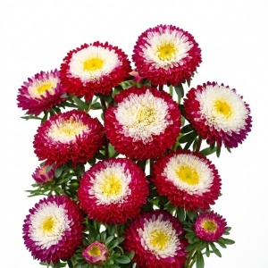 Ochiul Boului Gusford Supreme (0,5 g) seminte Callistephus chinensis cu flori pompon bicolore mari, rosu cu alb, Legutko