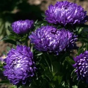 Ochiul Boului Milady Deep Blue (1 g) seminte Callistephus chinensis pitic, flori mari batute, albastru-violet intens, Legutko