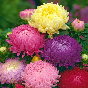 Ochiul Boului Paeonia mix (0,3 g), seminte Aster, planta decorativa anuala Callistephus chinensis paeonia, flori mari, divers colorate, Agrosem