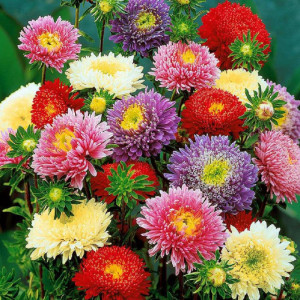 Ochiul Boului Princes mix (0,7 g), seminte Aster, planta decorativa anuala, flori extrem de atractive, Opal