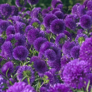 Ochiul Boului Princess violet (1 g), seminte Aster, planta decorativa anuala Callistephus chinensis, Kertimag