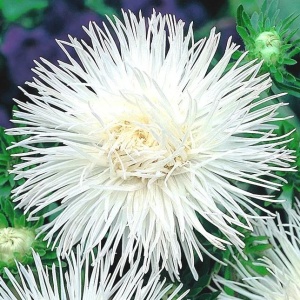 Ochiul Boului Unicum alb (1 g) seminte Aster Callistephus chinensis cu flori mari, petale ascutite, Kertimag