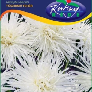 Ochiul Boului Unicum alb (1 g) seminte Aster Callistephus chinensis cu flori mari, petale ascutite, Kertimag - Img 4