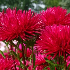 Ochiul Boului Unicum rosu (1 g) seminte Aster Callistephus chinensis cu flori mari, petale ascutite, Kertimag