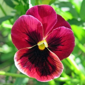 Panselute rosu-carmin Claret - Bratek Wielkowiatowy (0,5 g) seminte Viola wittrockiana flori rosu-burgund intens cu centrul negru, Legutko