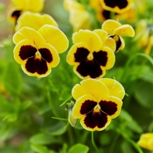 Panselute Swiss Giants Rhinegold (0,25 g) seminte pansele Viola witrockiana, flori foarte mari galben cu negru, Kertimag - Img 3